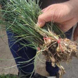 &Ccedil;eyrek altını solladı! Kilogram fiyatı 15 bin TL