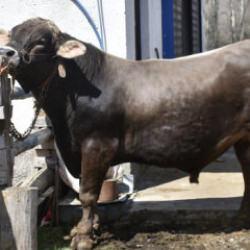 G&ouml;ren bakmaya, onlar satmaya kıyamıyor! 1 ton 180 kiloluk Poyraz'ın dudak u&ccedil;uklatan fiyatı