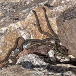 G&ouml;ren g&ouml;zlerine inanamıyor! Adeta yılan adası 