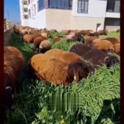 Ot bi&ccedil;meye koyunlu &ccedil;&ouml;z&uuml;m: Tırpan bekleniyordu koyun s&uuml;r&uuml;s&uuml; geldi!