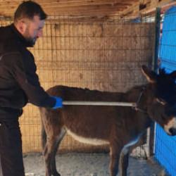 Sakarya'da cemaati &uuml;rk&uuml;ten eşek mahalleliye bela oldu