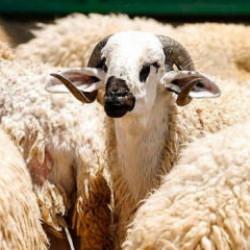 TSK Mehmet&ccedil;ik Vakfı vekaleten kurban bağışı kabul&uuml;ne başladı