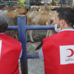Kızılay'ın 2026 vekaletle kurban kesim fiyatı belli oldu!