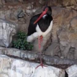 T&uuml;rkiye'de &ccedil;ok nadir g&ouml;r&uuml;len kara leylek kameraya yansıdı