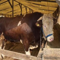 1 tonluk kurbanlık boğa &lsquo;Şampiyon&rsquo;, 420 bin TL&rsquo;den satışa &ccedil;ıkarıldı