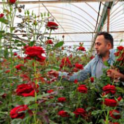&Uuml;reticiden 20 TL'ye &ccedil;ıkıyor: &Ccedil;i&ccedil;ek&ccedil;ide 200 lira