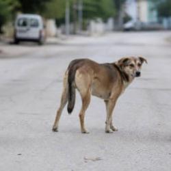 Başıboş k&ouml;pek krizi! Mevcut politikalar yeterli mi?