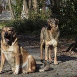 İstanbul Valisi G&uuml;l'den sahipsiz k&ouml;pek talimatı: Y&uuml;zde 46'sı toplandı! Belediyelere uyarı