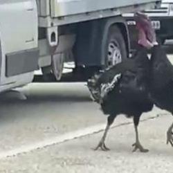 Karab&uuml;k'te 2 hindi trafiği kilitledi! İlgin&ccedil; kavga kamerada 