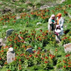 Mezarlığa akın ettiler! Van&rsquo;da g&ouml;renleri mest eden ters laleler ilgi topladı