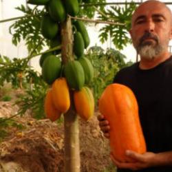 Tropikal meyvede hasat heyecanı! Kilosu 90 TL'ye kadar &ccedil;ıkıyor
