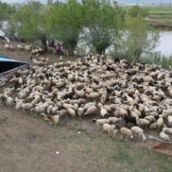 150 bin lira veren bulamamıştı: "&Ccedil;oban krizi" Afganistan&rsquo;dan &ccedil;&ouml;z&uuml;ld&uuml;!