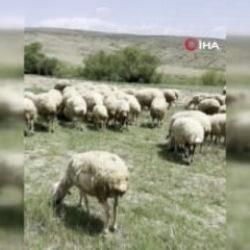 Ankara'da koyun s&uuml;r&uuml;s&uuml;ne yılan saldırdı! O anlar kamerada 