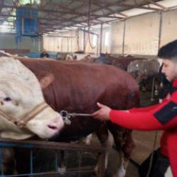 Hatay'da 1 tonluk kurbanlık boğa satışa &ccedil;ıkarıldı! İşte dudak u&ccedil;uklatan fiyatı 