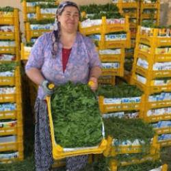 Meyvesi de para yaprağı da: "Yeşil altın" hasadı başladı!