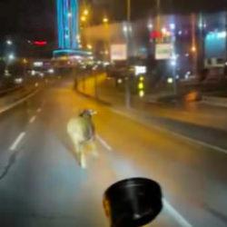 Avcılar&rsquo;da kurban alanından ka&ccedil;an dana E-5&rsquo;i karıştırdı: O anlar kamerada