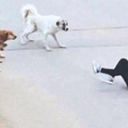 Başıboş sokak k&ouml;pekleri i&ccedil;in '&ccedil;&ouml;z&uuml;m' &ccedil;ağrısı: 'Topluca itlaf edilmeliler'