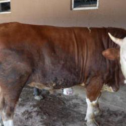 &Ccedil;iftliğin g&ouml;zdesi 1 ton 300 kiloluk tosun oldu