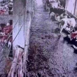 İnsanların hissetmediği depremi inekler &ouml;nceden fark etti