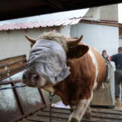 Kastamonu'dan İstanbul'a kurbanlık hayvan sevkiyatları başladı