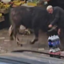 Sahibinin elinden ka&ccedil;an manda Iğdır'ı karıştırdı!
