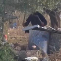 İşgalci ter&ouml;ristten Filistinli ailenin bağlı k&ouml;peğine vahşi saldırı