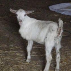 3 bacaklı oğlak g&ouml;renleri şaşkına &ccedil;evirdi