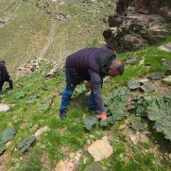 Dağ bayır toplamak i&ccedil;in y&uuml;r&uuml;yorlar: Kilogramı 750 TL'den 200 TL'ye d&uuml;şt&uuml; 
