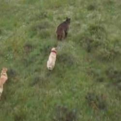 Eskişehir'de s&uuml;r&uuml;ye saldıran ayılara kangal k&ouml;pekleri engel oldu: O anlar kamerada