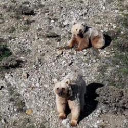 Erzincan'da &ccedil;obanın teknolojik &ccedil;&ouml;z&uuml;m&uuml;: S&uuml;r&uuml;ye yaklaşan ayıları dronla kovaladı