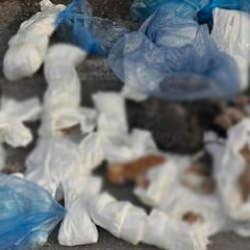 İzmir'de 33 kedinin &ouml;l&uuml; bulunması ile ilgili g&ouml;zaltına alınan veteriner adliyede