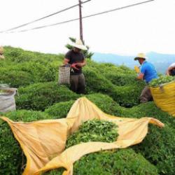  Karadeniz B&ouml;lgesi'nde g&uuml;nl&uuml;k &ccedil;ay yevmiyesi belli oldu 