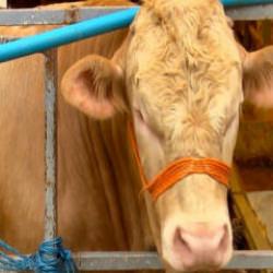 Kurban Bayramı'na 4 g&uuml;n kala hayvan pazarlarında hareketlilik s&uuml;r&uuml;yor