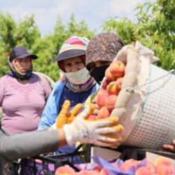 Şeftali hasadı başladı: Bah&ccedil;ede kilogramı 10-20 TL
