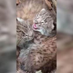 Tokat'ta nesli tehlike altındaki vaşak yavruları kameraya yansıdı