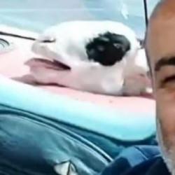 Bagajdaki kurbanlık koyunla g&uuml;l&uuml;mseten selfie yolculuğu