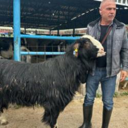 Bursa'da 120 kilogramlık ke&ccedil;inin fiyatını duyan kulaklarına inanamadı 