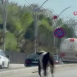 Dana ka&ccedil;tı, vatandaş kovaladı: Kurbanlık, Ankara trafiğini birbirine kattı