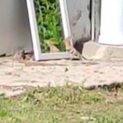 İbibik kuşu kendi sil&uuml;etiyle &ouml;l&uuml;m&uuml;ne kapıştı