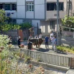 İstanbul'da ekipler işbaşında! Sokakta kurban kesimine ceza yağıyor
