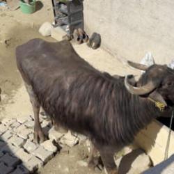 Ka&ccedil;an kurbanlığın saldırısından bodruma sığınarak kurtuldu