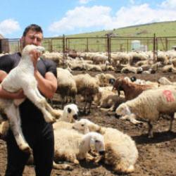 K&ouml;y&uuml;ne d&ouml;nd&uuml;, 100 koyunu bin 300 &ccedil;ıkardı! Kimse başarısının s&uuml;resine inanamıyor 
