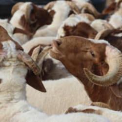Kurban: Etten ve kandan &ouml;te bir ahit
