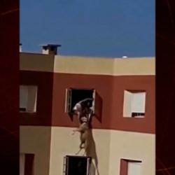 Kurbanlık koyun camdan atladı! O anlar kameraya yansıdı