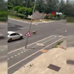 Kurbanlık koyun ka&ccedil;tı, trafiğin altını &uuml;st&uuml;ne getirdi...O anlar kamerada