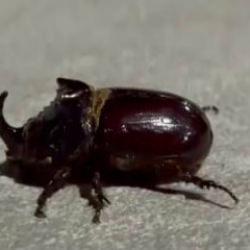 Malatya'da g&ouml;r&uuml;ld&uuml;! D&uuml;nyanın en g&uuml;&ccedil;l&uuml; b&ouml;ceği olarak biliniyor 