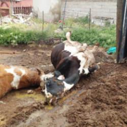 Niğde'de yıldırım faciası! 2 inek telef oldu 