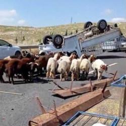 Şanlıurfa'da kurbanlık y&uuml;kl&uuml; kamyonet devrildi: 1 &ouml;l&uuml;, 1 yaralı