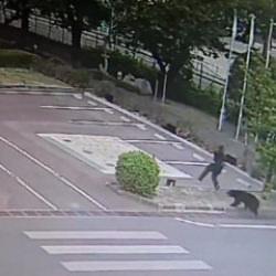 Japonya'da ayı saldırsı kamerada!