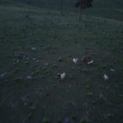 Kars'ta k&ouml;peklerin boz ayıyı kovaladığı anlar dron kamerasında